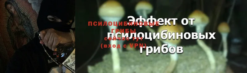 где найти   Александров  Галлюциногенные грибы Magic Shrooms 